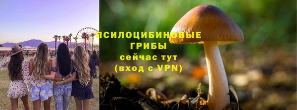 стаф Богданович